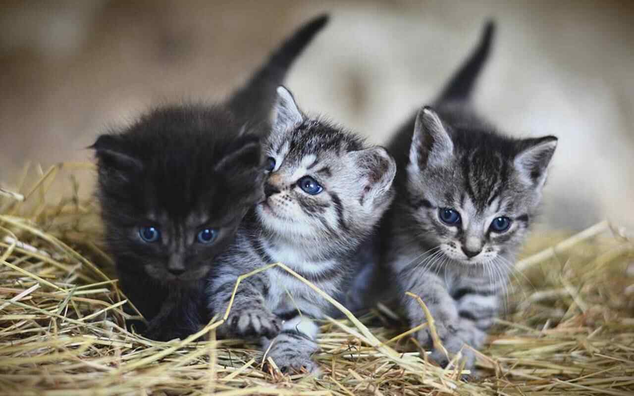 Alasan Induk Kucing Meninggalkan Anaknya yang Baru Lahir