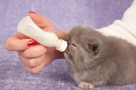 cara memberi susu-pada anak kucing