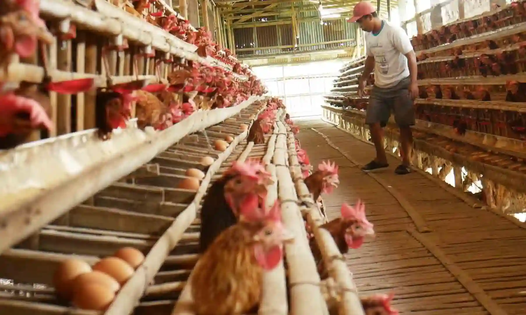 Bisnis ternak ayam petelur adalah salah satu usaha yang menjanjikan di sektor peternakan